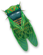 bug
