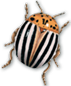 bug