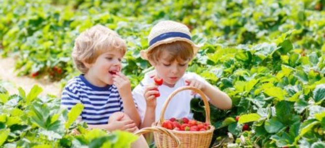 Two-Boys-Eating-Strawberries