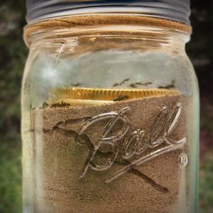 Mason jar ant farm