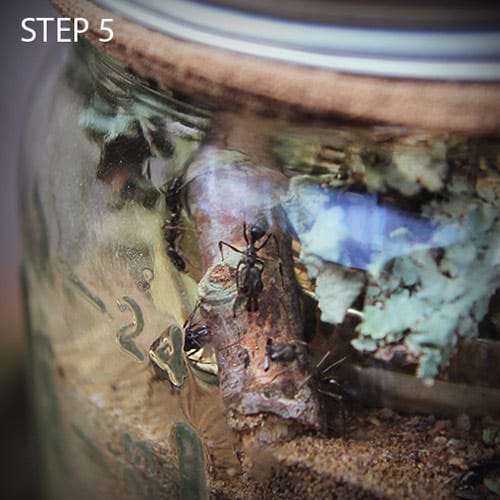Mason Jar Ant Farm Abeka